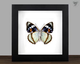 Real framed Butterfly, Real Insect Moth Shadow Box Frame, Taxidermy Entomology Display Wall Decor, Butterfly Wedding Gift, Real Insect Gift