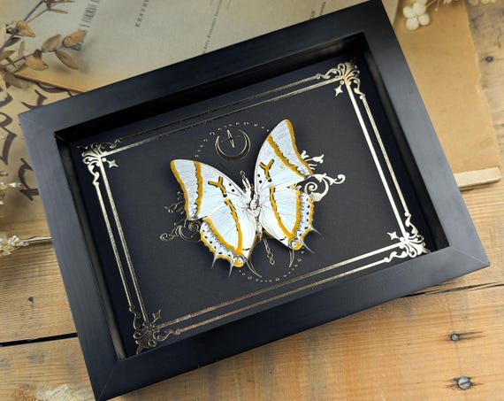 Papillon polyura encadré : décoration d&#39;entomologie à imprimé gothique lune doré
