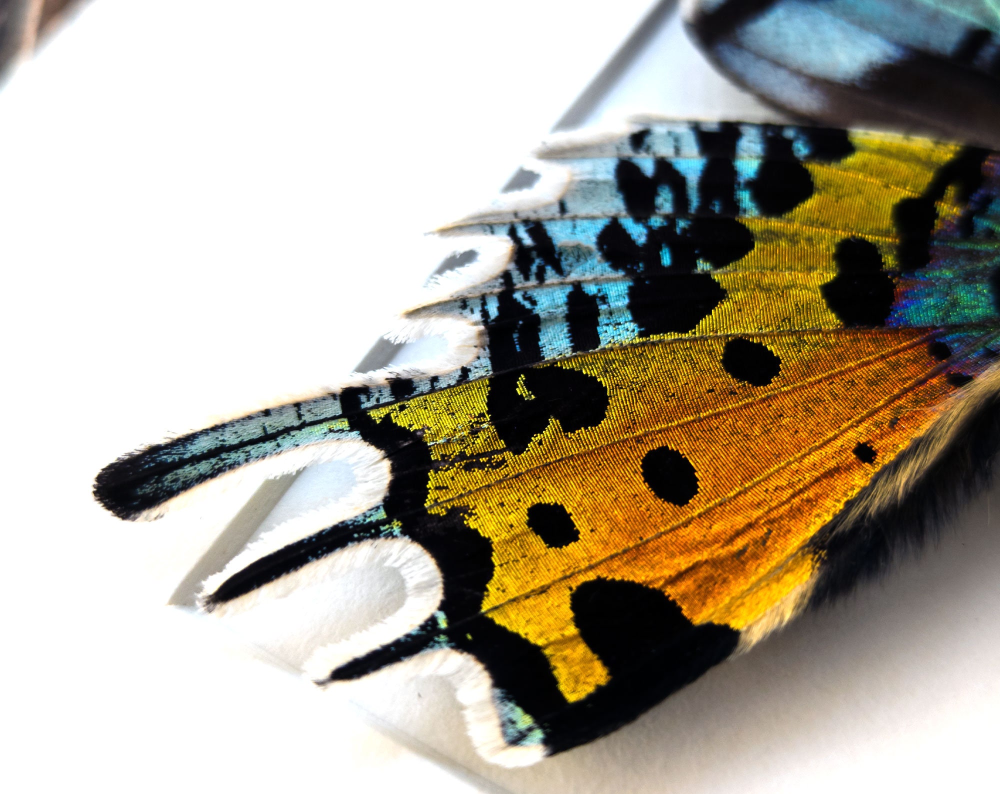 額入りマダガスカル産サンセットモス Chrysiridia rhipheus レインボー
