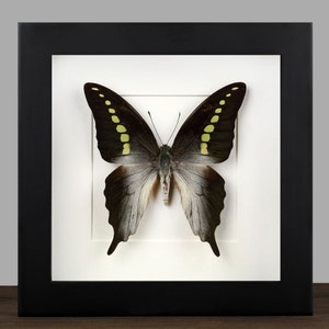 Framed Graphium Butterfly: Real Moth Shadow Box - Naturalist Wall Decor