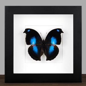 Può includere: Un esemplare di farfalla incorniciato con ali nere e accenti blu brillanti. La farfalla è esposta su uno sfondo bianco con una cornice nera.