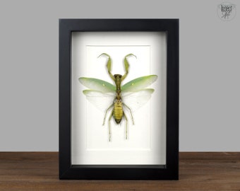Hierodula patellifera, framed real praying mantis in picture frame Nature Deco Entomology