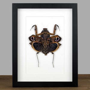 Framed Praying Mantis: Dried Insect Specimen, Black Frame Oddity Decor