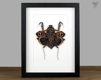 Framed Praying Mantis: Dried Insect Specimen, Black Frame Oddity Decor