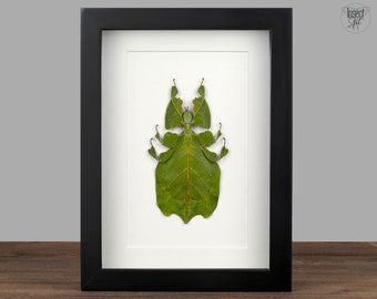 Echte Wandelndes Blatt Phyllium gerahmt Phyllium pulchrifolium Insekt Entomologie Taxidermie Natur Wanddeko Geschenk  Taxidermie Kunst