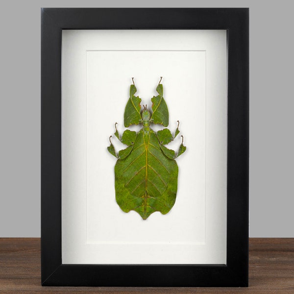 real Framed Walking Leaf Insect Shadow Box Bug Frame Taxidermy Taxadermy Wall Hanging Display Oddities Curiosities ghost stick insect