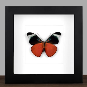 Framed Red Flasher Butterfly: Panacea prola Entomology Display