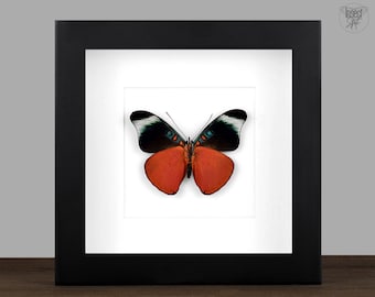 Framed Red Flasher Butterfly: Panacea prola Entomology Display