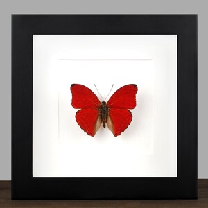 Peut inclure: Un spécimen de papillon rouge encadré avec des ailes noires et des marques brunes. Le papillon est monté sur un fond blanc et encadré dans un cadre noir.