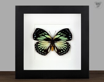 Exhibición enmarcada de la mariposa reina del bosque: caja negra de sombra, decoración de entomología