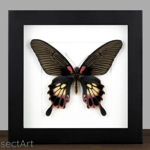 Framed Swallowtail Butterfly Specimen: Entomology Display in Shadow Box