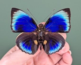 Agrias phalcidon phalcidon Butterfly – Real preserved pinned Specimen in Riker Mount Display