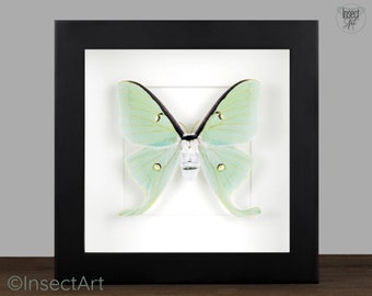 Framed Luna Moth: Real Insect Shadow Box - Gothic Home Decor