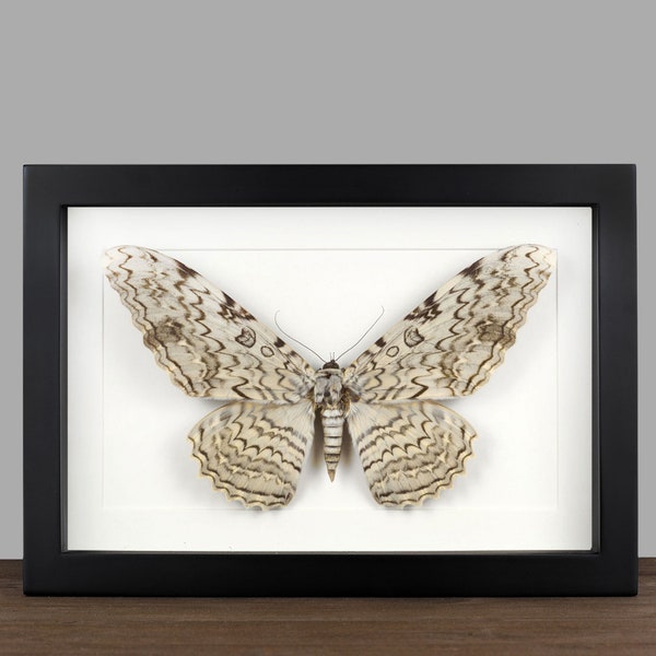 Cadre véritable encadré de papillon de nuit de sorcière Thysania de cadre d'insecte d'entomologie de taxidermie d'affichage de tenture murale de décoration cadeau gothique