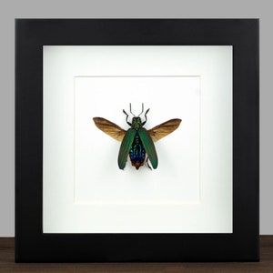 Real Juwel Beetle Demochroa detanii Dried Insect Dead Bug Frame Specimen Artwork Wall Hanging Decor Entomology Display