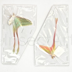 1x PAIR Actias dubernardi Luna Moths unmounted papered folded Butterfly Dried Specimen Entomology DIY Craft Art Design Hobby Collectors item