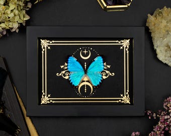 Framed Morpho Butterfly: Gold Moon Print, Gothic Entomology Display