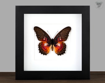 Echter Schmetterling gerahmt Cethosia myrina Entomologie Insekten Taxidermie Wanddeko Naturkunde Kunst Geschenkidee Naturliebhaber