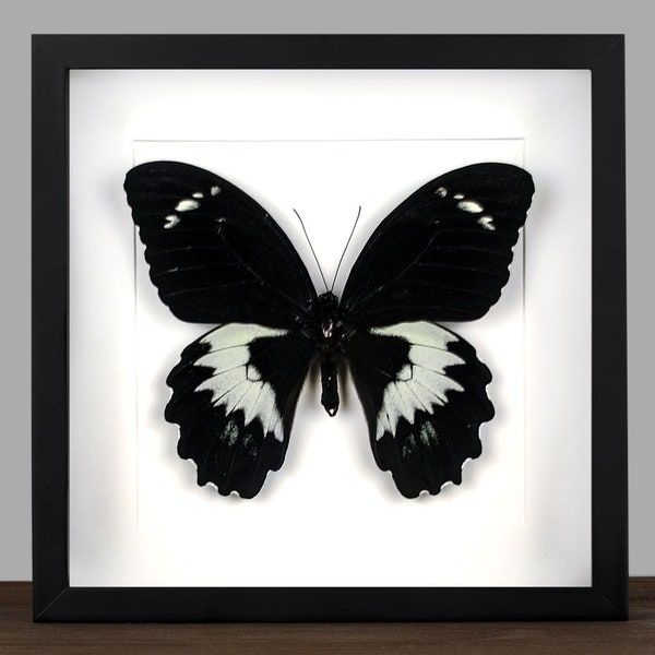 Black and white Giant Butterfly in Box Frame, Butterfly Taxidermy, Papilio gambrisius, Butterfly Gift, Dried Butterfly