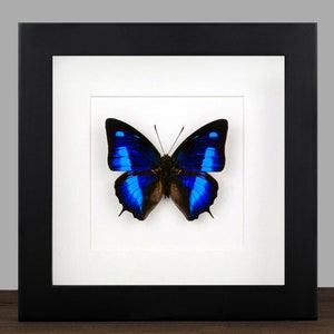May include: A framed blue and black butterfly specimen with a white mat and black frame. The butterfly is mounted in the center of the mat.