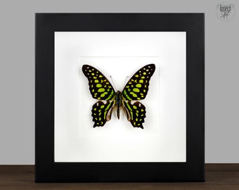 Mariposa real enmarcada, mariposa cola de golondrina verde enmarcada, caja de sombra de polilla de insecto real, exhibición de entomología, gabinete de rarezas naturalistas, regalo, arte para colgar en la pared