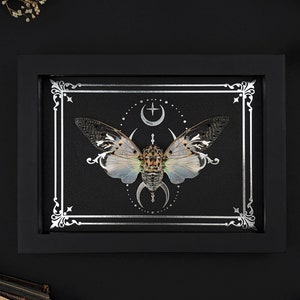 Echter gerahmter weißer Geist Zikade Silber Mond Druck Ayuthia Getrockneter Schmetterling Kuriositäten Gothic Wohnkultur