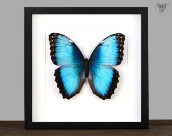 real Framed blue morpho butterfly Morpho peleides Shadow Box Bug Frame Taxidermy Taxadermy Wall Hanging Display Insectart butterfly art