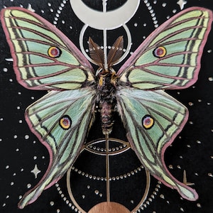 pinned graellsia isabellae moth taxidermy