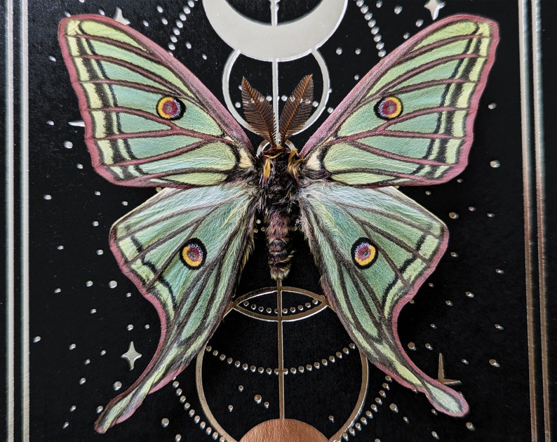 pinned graellsia isabellae moth taxidermy