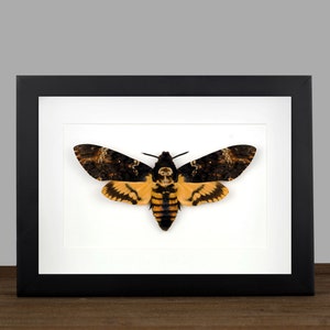 Real Framed Death Head Hawk Moth, Acherontia atropos Shadow Box Frame, Silence of the lambs Skull Moth, Moth Taxidermy, Insect Wall Decor image 1