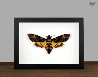 Real Framed Death Head Hawk Moth, Acherontia atropos Shadow Box Frame, Silence of the lambs Skull Moth, Moth Taxidermy, Insect Wall Decor