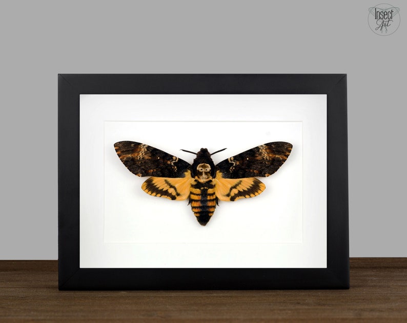 Real Framed Death Head Hawk Moth, Acherontia atropos Shadow Box Frame, Silence of the lambs Skull Moth, Moth Taxidermy, Insect Wall Decor image 1