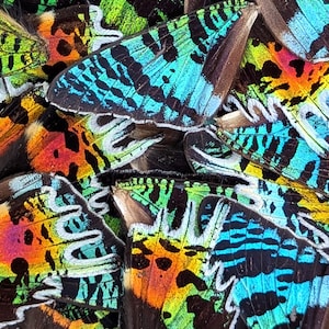 May include: A close-up of several butterfly wings in a variety of colours. The wings display vibrant hues of blue, green, orange, and yellow, with intricate patterns and textures. The wings are arranged in a layered, overlapping composition.