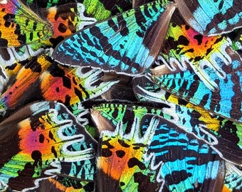 Real Madagscan Sunset Moth Wings for Crafts | Loose Urania ripheus Butterfly Wings | DIY Jewelry Resin Art