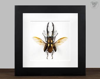 Real framed Stag Beetle, Real Bug Insect Shadow Box Frame Entomology Display Taxidermy Wall Art Decoration Home Decor Naturalist Collection