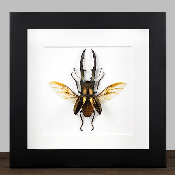 Echter Hirschkäfer gerahmt Cylcommatus metallifer Insekt Entomologie Taxidermie Natur Wanddeko Geschenk Kunst Dekoration 3D Rahmen