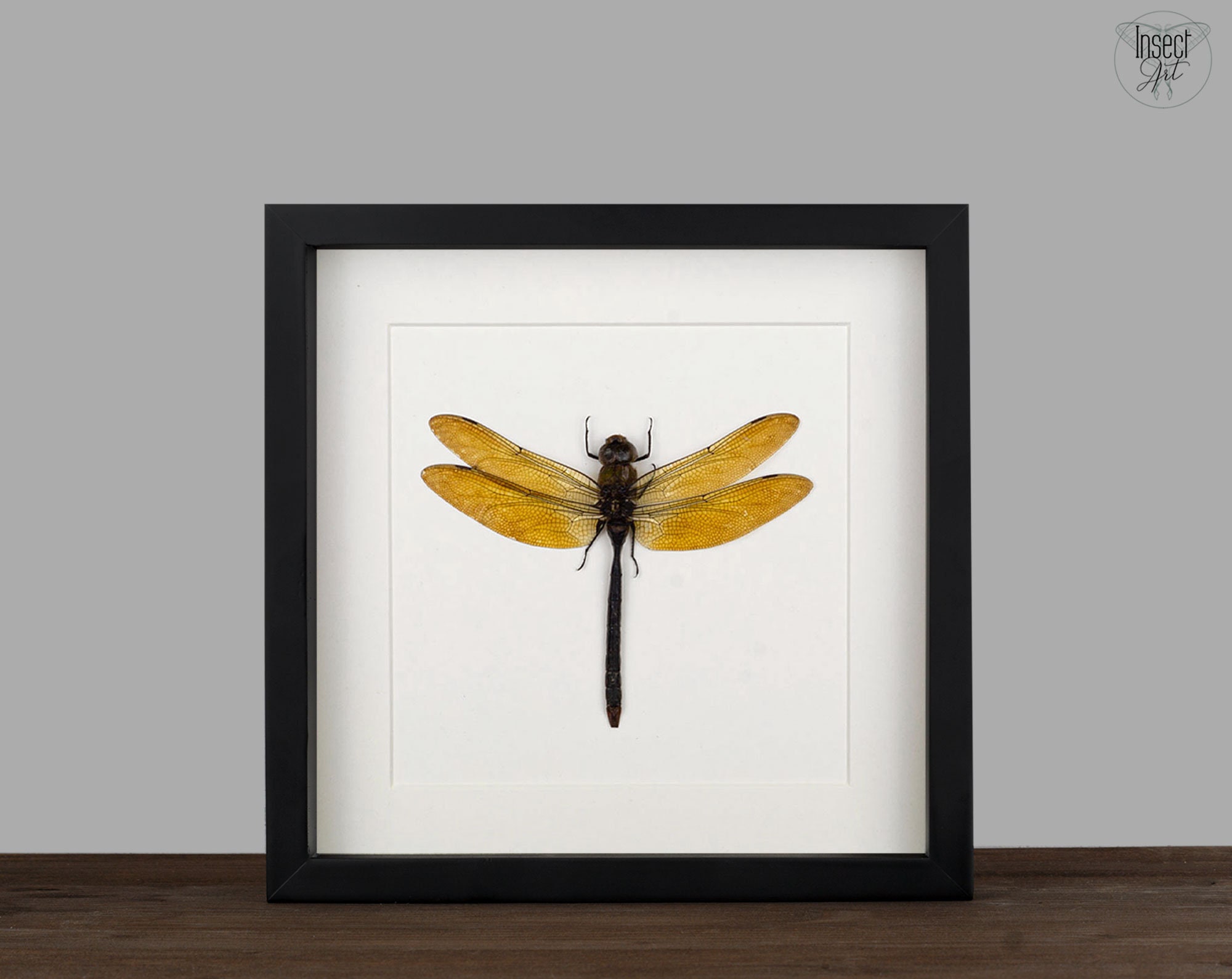 Page De Garde Cahier Libellule Taxidermie Géant Doré Libellule Libellule Anax gibbosolus - Etsy France
