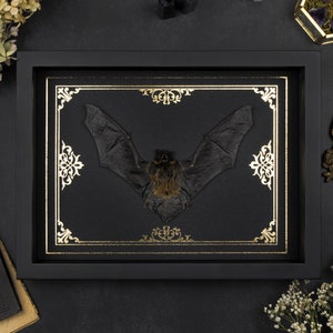 Real framed bat Gold Ornament Print Shadow Box Frame Taxidermy Halloween Gothic Witch Vampire Wall Home Decor image 1