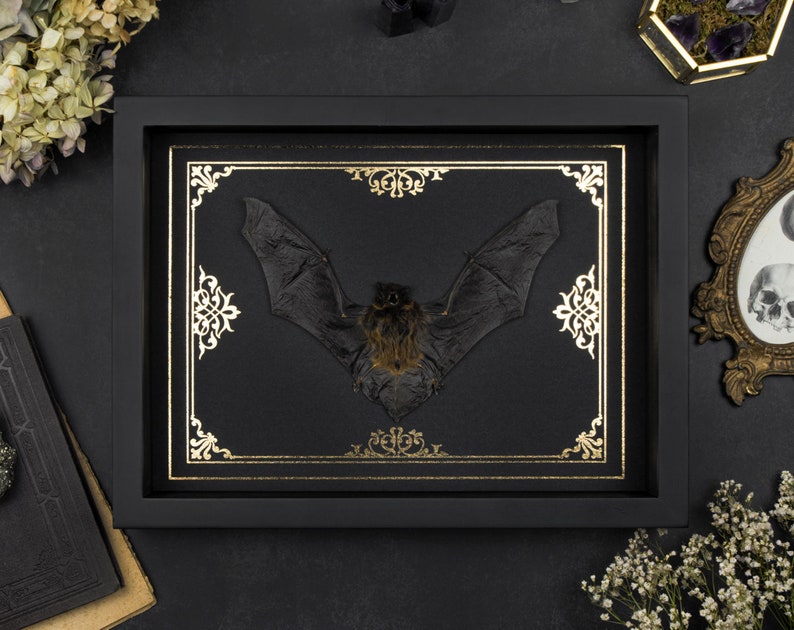 Real framed bat Gold Ornament Print Shadow Box Frame Taxidermy Halloween Gothic Witch Vampire Wall Home Decor image 1