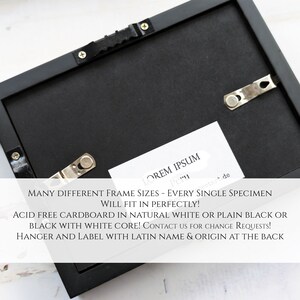 May include: Black frame with a white mat and a white label with the text "LOREM IPSUM Peru de" and the text "MANY DIFFERENT FRAME SIZES - EVERY SINGLE SPECIMEN WILL FIT IN PERFECTLY! ACID FREE CARDBOARD IN NATURAL WHITE OR PLAIN BLACK OR BLACK WITH WHITE CORE! CONTACT US FOR CHANGE REQUESTS! HANGER AND LABEL WITH LATIN NAME & ORIGIN AT THE BACK"
