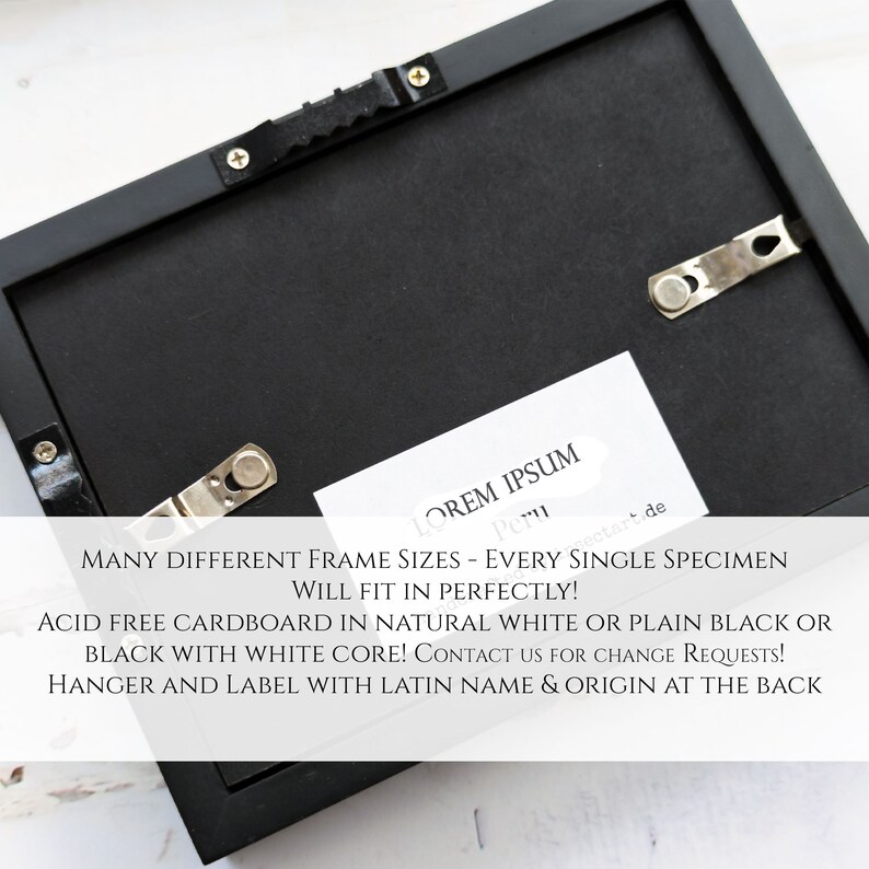 May include: Black frame with a white mat and a white label with the text "LOREM IPSUM Peru de" and the text "MANY DIFFERENT FRAME SIZES - EVERY SINGLE SPECIMEN WILL FIT IN PERFECTLY! ACID FREE CARDBOARD IN NATURAL WHITE OR PLAIN BLACK OR BLACK WITH WHITE CORE! CONTACT US FOR CHANGE REQUESTS! HANGER AND LABEL WITH LATIN NAME & ORIGIN AT THE BACK"