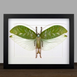 Echte Riesen-Grashüpfer Shadow Box Bug Frame Taxidermy Taxadermy Wandbehang Display Kuriositäten