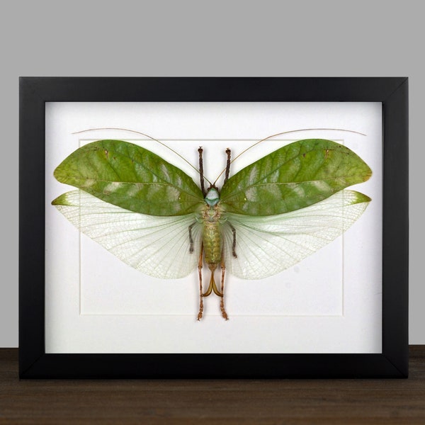 Saltamontes katydid gigante enmarcado real, caja de sombra, marco de insecto, taxidermia, exhibición de taxidermia para colgar en la pared, rarezas, curiosidades, insecto palo fantasma