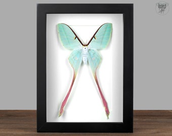 Actias dubernardi F framed green pink Moon Moth Shadow Box Frame Butterfly Taxidermy Entomology Natural Wall Art Decor