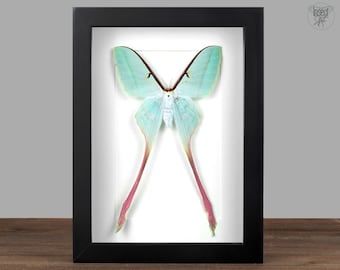Framed Pink & Green Moon Moth: Actias Dubernardi Shadow Box - Entomology Wall Art
