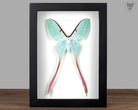 Framed Pink & Green Moon Moth: Actias Dubernardi Shadow Box - Entomology Wall Art