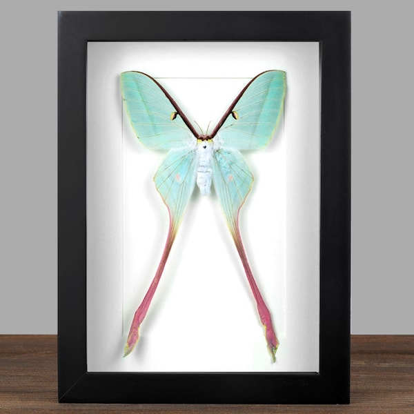 Polilla lunar rosa y verde enmarcada: Caja de sombras de Actias Dubernardi - Arte mural de entomología