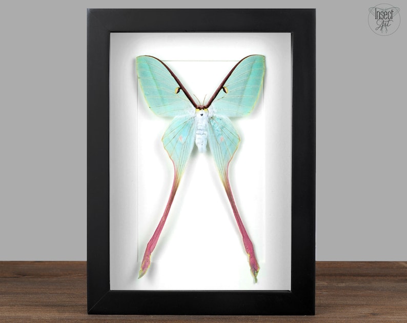 May include: A framed, preserved Luna moth with pale blue wings and long, pink tails. The moth is displayed on a white background.