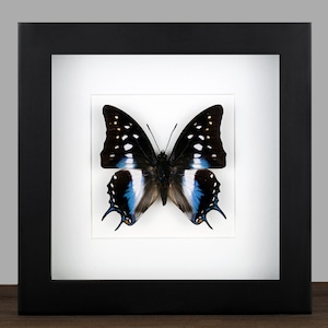 Framed Polyura Butterfly: Black Shadow Box, Entomology Wall Decor