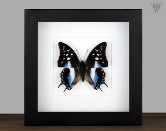 Framed Polyura Butterfly: Black Shadow Box, Entomology Wall Decor